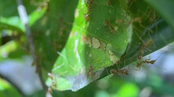 ant animal on the leaf