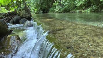 het ziet er prachtig uit het rivierwater stroomt in het bos en op de boombladeren video