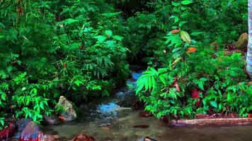 Es sieht wunderschön aus, das Flusswasser fließt im Wald und auf den Baumblättern