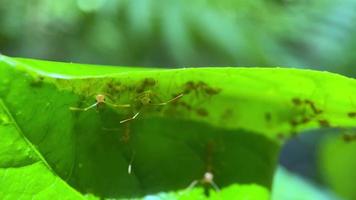 ant animal on the leaf video