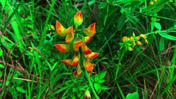 se ve hermosas flores que florecen maravillosamente en la ciudad de jayapura video