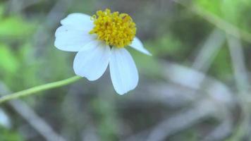 ser vackra blommor blommar vackert i staden Jayapura video