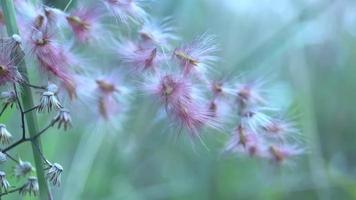 bloemen bloeien in de wind in de stad video