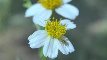 Blumen, die im Wind in der Stadt blühen video