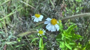 fleurs s'épanouissant au vent dans la ville video