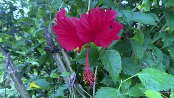 schöne und bunte Rosen video