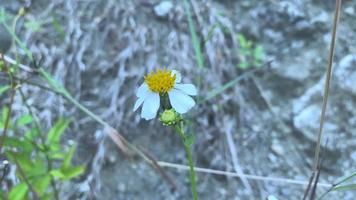 belles fleurs épanouies se balançant dans le vent video