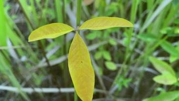 beautiful yellow petals are moving video