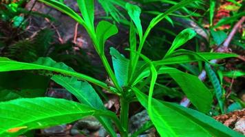 looks beautiful green tree leaves video