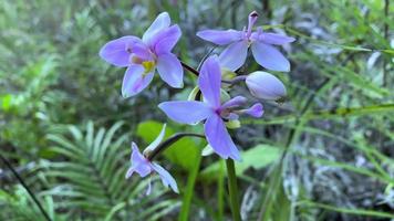 regarde de belles fleurs fleurissant magnifiquement dans la ville de jayapura video