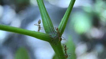 ant animal on the leaf video