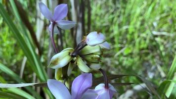 ziet er prachtig uit bloemen bloeien prachtig in de stad jayapura video