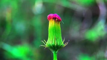 blommor som blommar i vinden i staden video