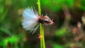 flowers blooming in the wind in the city video