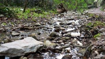 fiume vongole nella foresta video