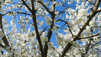 Apple Tree Flowers Blossoming Close Up video
