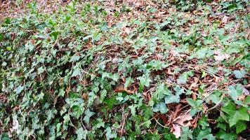 Forest Branches with Leaves in Spring video