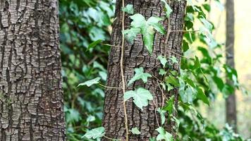 galhos da floresta com folhas na primavera video