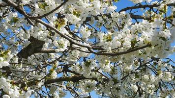 Apple Tree Flowers Blossoming Close Up video
