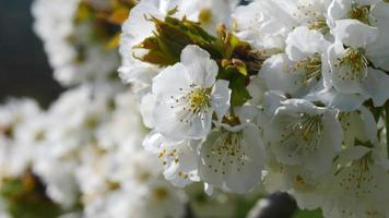 Apple Tree Flowers Blossoming in the wind Close Up video