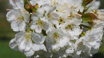 äppelträd blommor som blommar på nära håll video