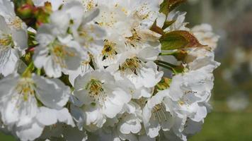 Apple Tree Flowers Blossoming Close Up