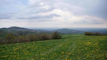 fleurs dans les collines video