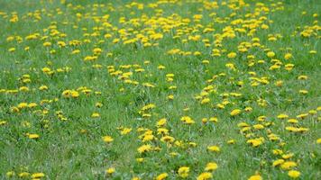 Beautiful Flowers in the meadow video