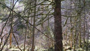 branche de pin vert dans la forêt video