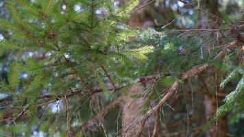 achtergrond, mooi, close-up, bos, vers, groen, groei, macro, natuurlijk, natuur, naald, buitenshuis, pijnboom, zomer, boom video