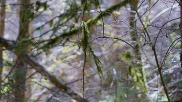 hintergrund, schön, nahansicht, wald, frisch, grün, wachstum, makro, natürlich, natur, nadel, draussen, kiefer, sommer, baum video