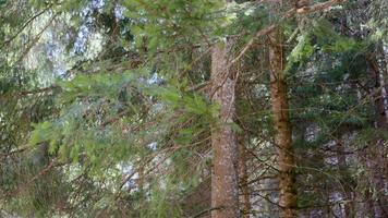 branche de pin vert dans la forêt video