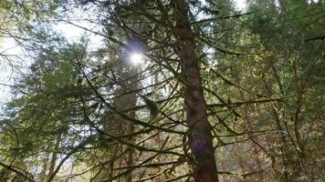 ramo de pinheiro verde na floresta video