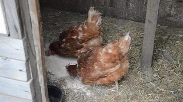 Chickens walk and peck grain in the garden video