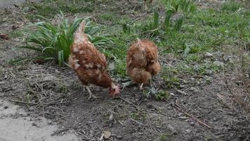 Chickens walk and peck grain in the garden video