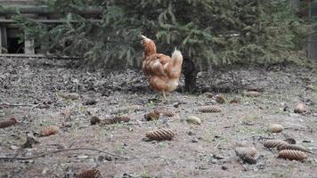 Hühner laufen und picken Getreide im Garten video