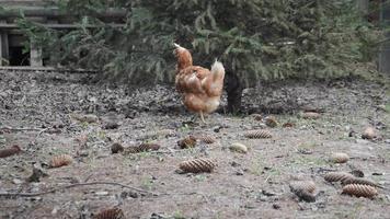 Chickens walk and peck grain in the garden video