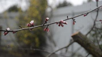 les plantes se balancent au vent au printemps video