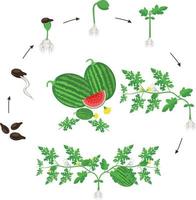 Ilustración de vector de ciclo de crecimiento de sandía en diseño plano. proceso de plantación de la planta de sandía. ciclo de crecimiento de la sandía desde el grano hasta la floración y la planta frutal aislada en el fondo blanco.