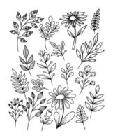 colección de garabatos dibujados a mano de hojas y flores vector