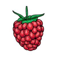 Hand drawn vector raspberry. Doodle of colorful raspberries on a white background. Sweet food. Realistic vector illustration.