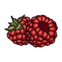 Hand drawn vector raspberry.