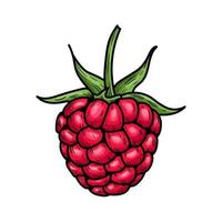 Hand drawn vector raspberry.