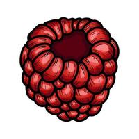 Hand drawn vector raspberry.