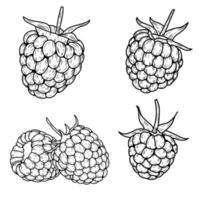 Hand drawn vector raspberry. Doodle raspberries.