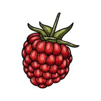 Hand drawn vector raspberry. Doodle of colorful raspberries on a white background.