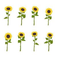 Set of sunflower flowers with yellow petals and dark ripe seeds, isolated plants on stems with leaves. Nature element for decoration and design, holiday gift. Vector flat illustration
