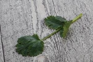 Raw green aroma cilantro leaves photo