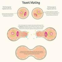 Diagram of Yeast Mating vector