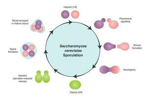 Saccharomyces cerevisiae sporulation diagram vector